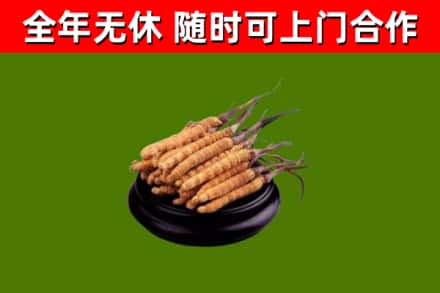 师宗回收冬虫夏草