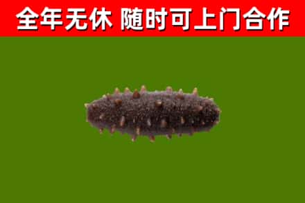 师宗回收海参干